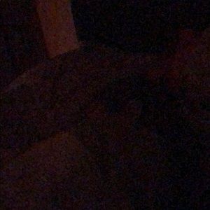 Meet your Posher, Ginger